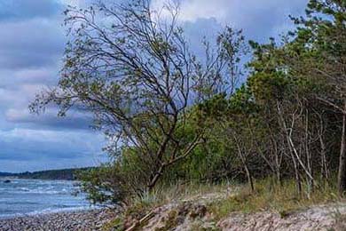 塞尔维亚女篮在欧洲锦标赛中全力拼搏，享受荣誉时刻，塞尔维亚女篮球