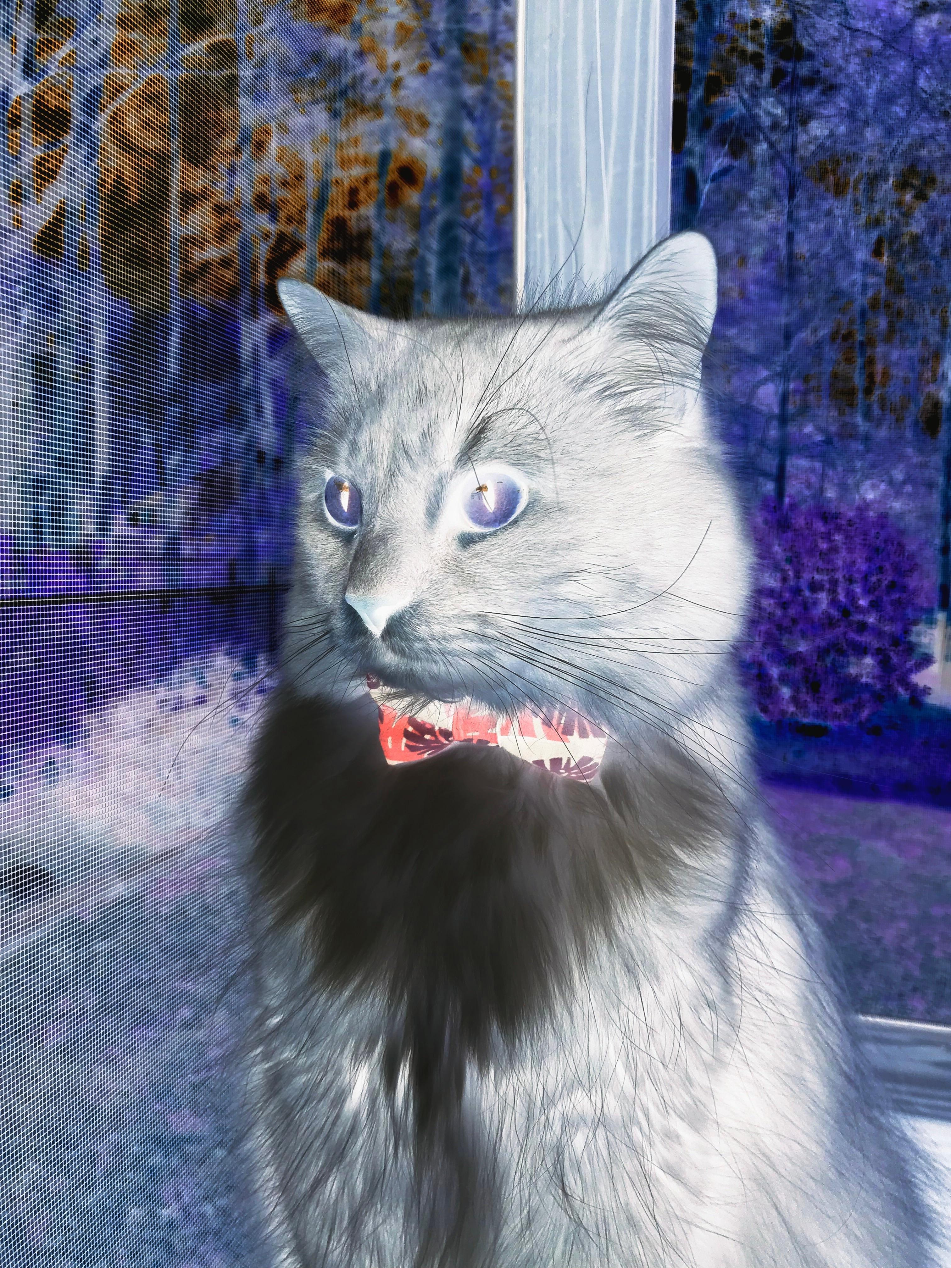 冬奥志愿者故事被拍成纪录片走红网络，冬奥志愿者的故事