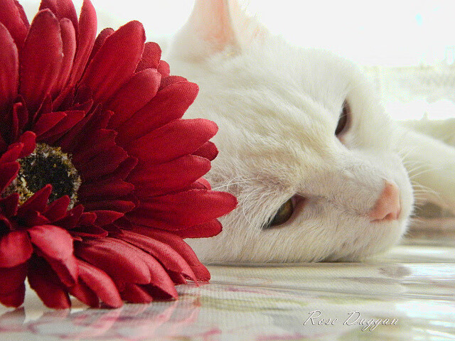 奥预赛中国女足逆袭 球员士气明显提升，中国女足奥预赛分组