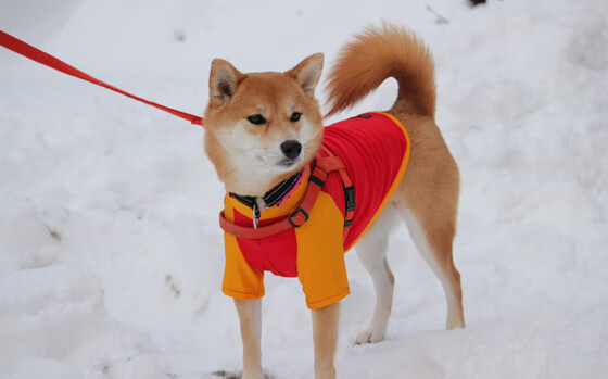 自由泳200米中段控速数据揭秘，200米自由泳速度