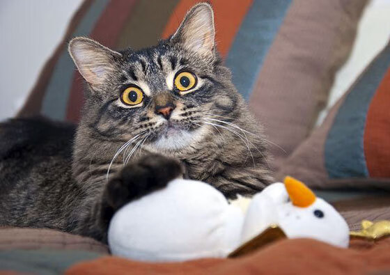 开云APP-高校冬季运动会气氛热烈 参与人数创新高，学校冬季运动会项目有哪些